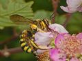 Anthidium manicatum (cfr.)